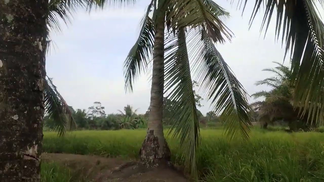 Padi sawah Kteatip anak tani . Pupuk buah padi yng bsa kta andal kan.... 