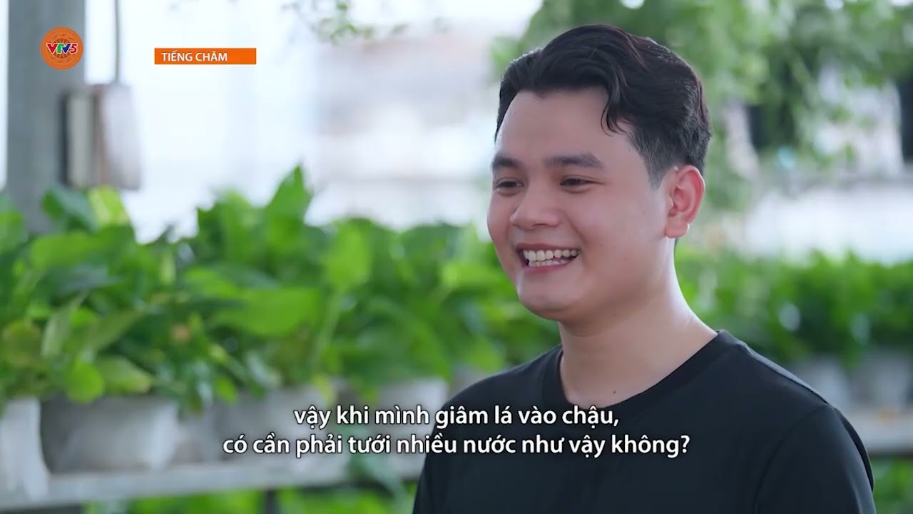 [TIẾNG CHĂM] CÁCH NHÂN GIỐNG CÂY KIM TIỀN | VTV5