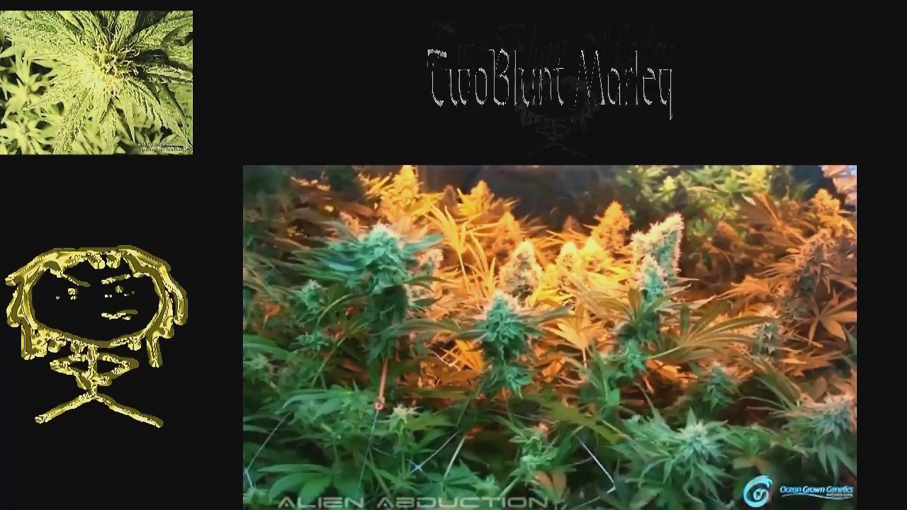 Certified Pothead - Alien Abduction