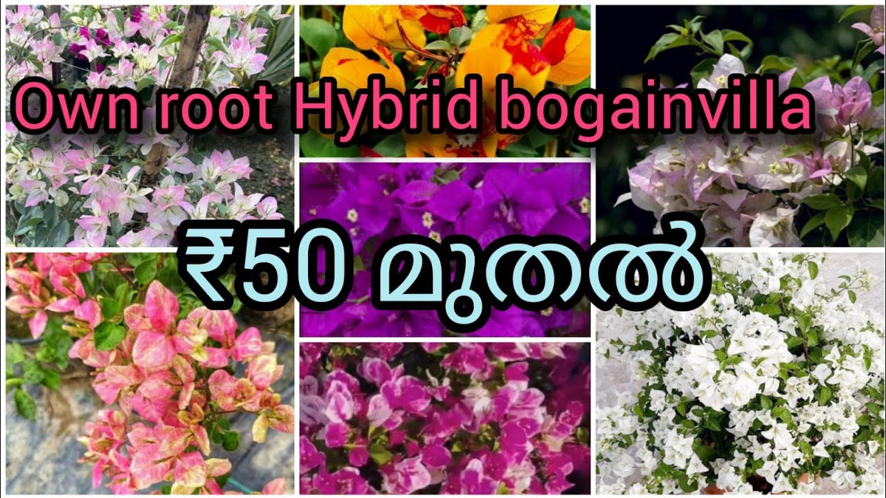 Hybrid bougainvillea 50 രൂപ മുതൽ @villagelife74 