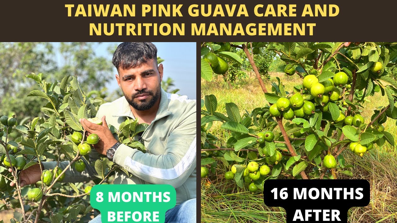 आख़िर क्यों Taiwan अमरूद लगाए, 8 महीने में इतने फलकैसे ले, खाद कैसे और कोनसा दें @Jaihindnursery