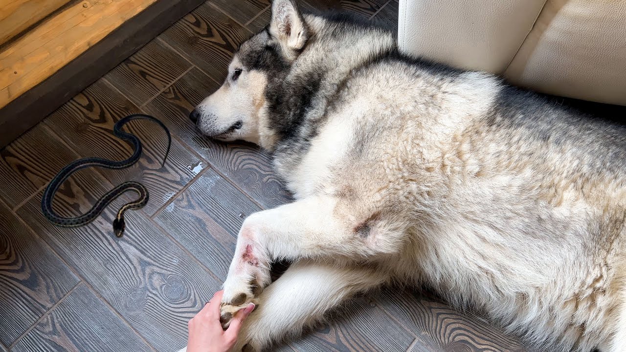 НАШЛИ ЗМЕЮ / ТРАВМА У СОБАКИ