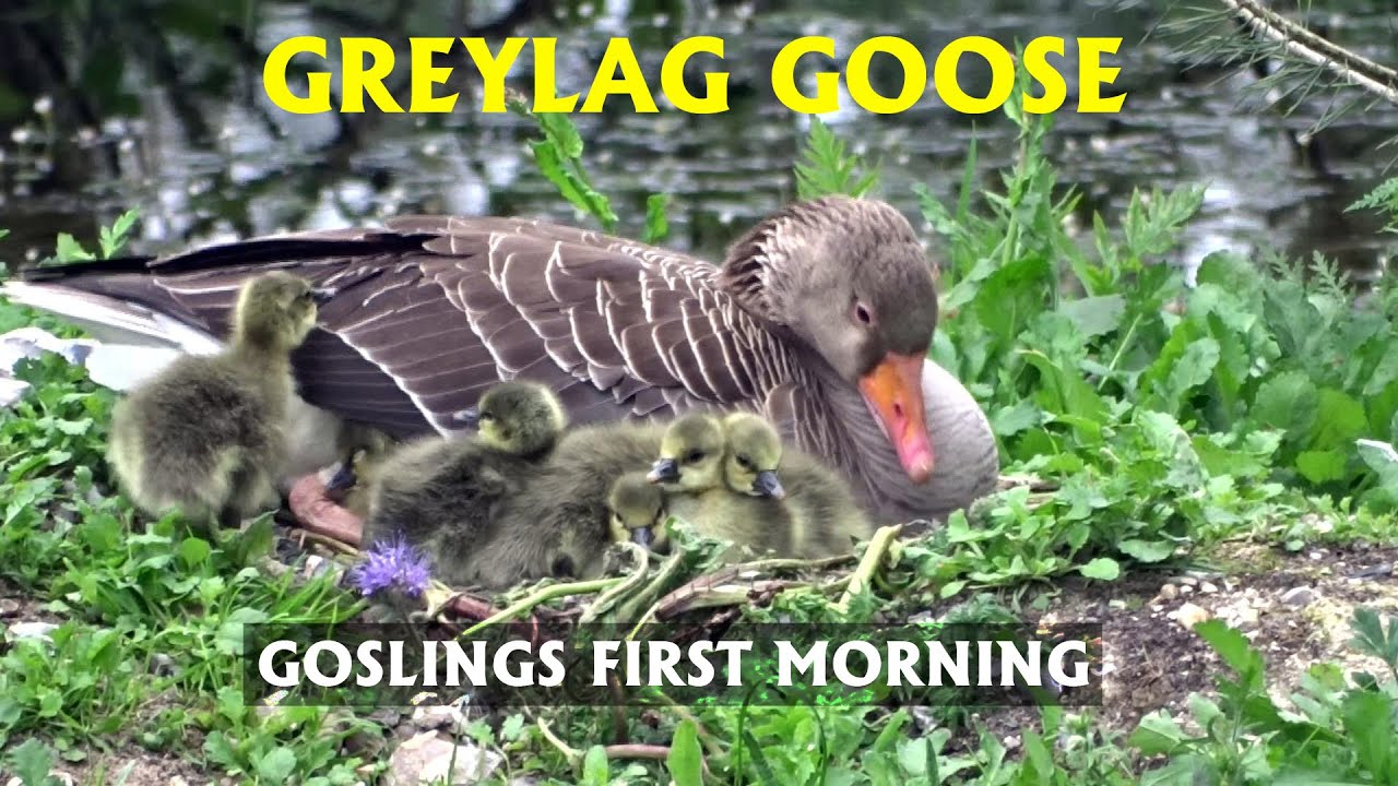 Greylag goose goslings first morning. PART 25