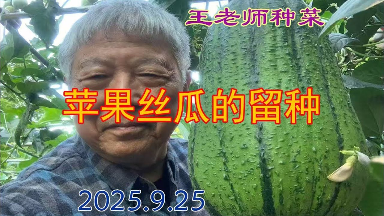 苹果丝瓜的留种