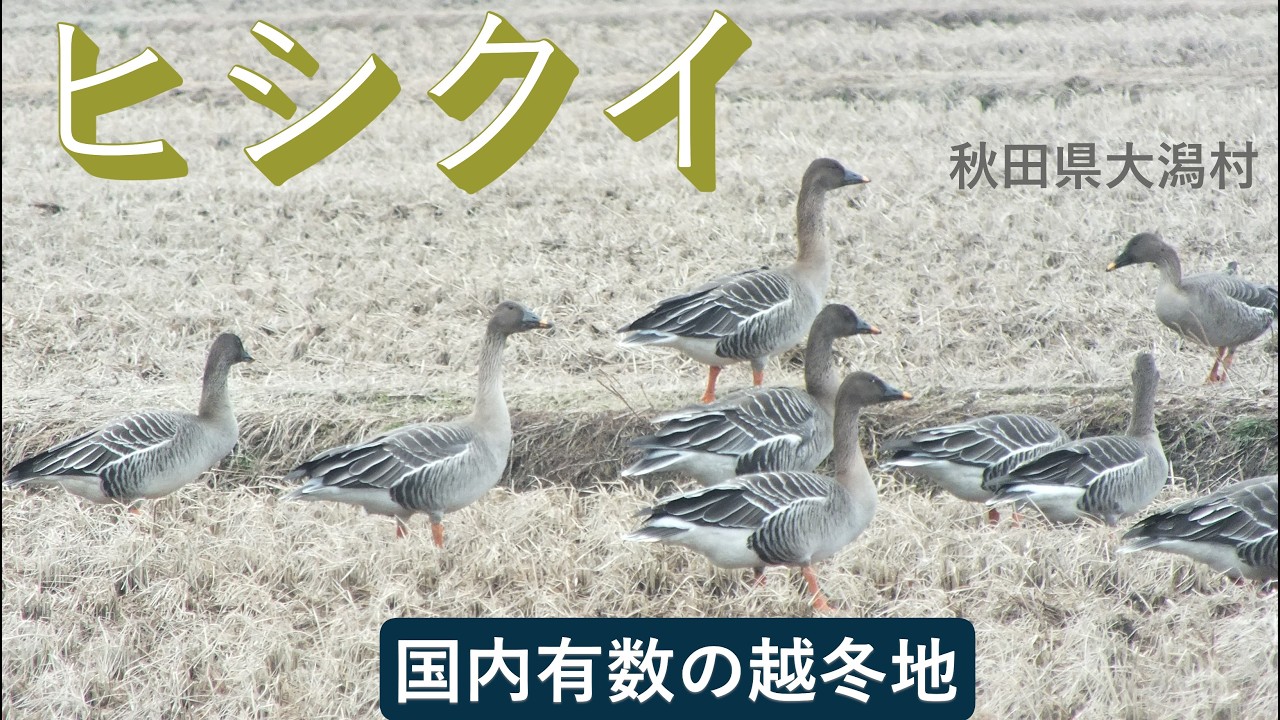 大潟村のヒシクイ