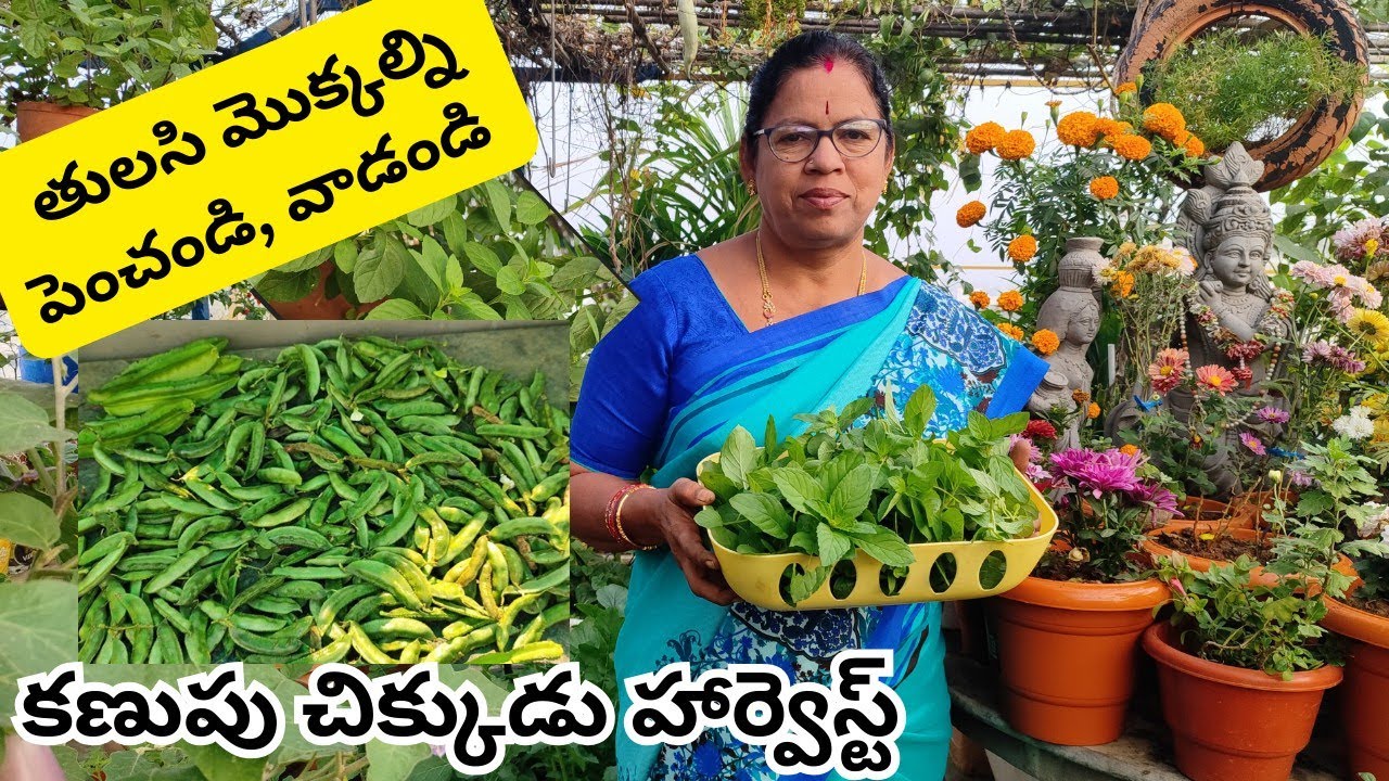 తులసి మొక్కలు పెంచండి,వాడండి, చిక్కుడు సూపర్ గా పండింది #@AadiLakshmiTerraceGarden #tulasi usses