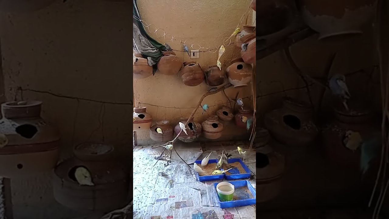 My birds Aviary is live!