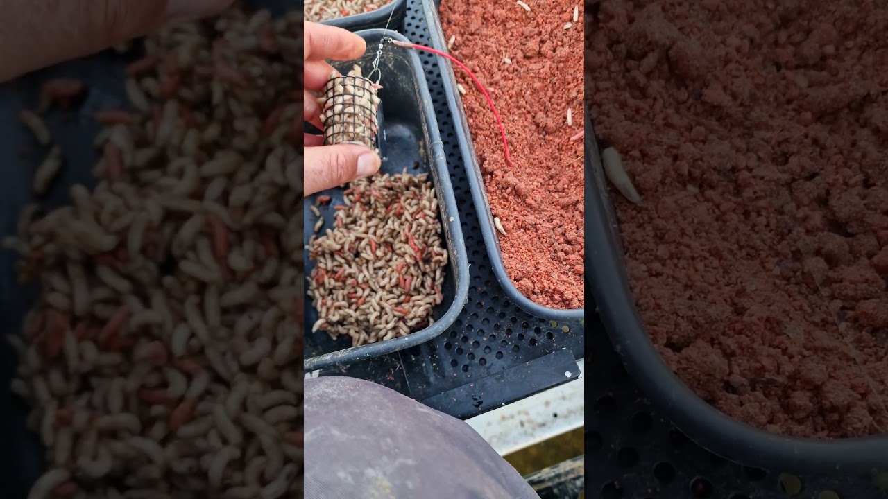 Viermi in cosulet 😱 Oare-s buni la pesccuit la mreama?