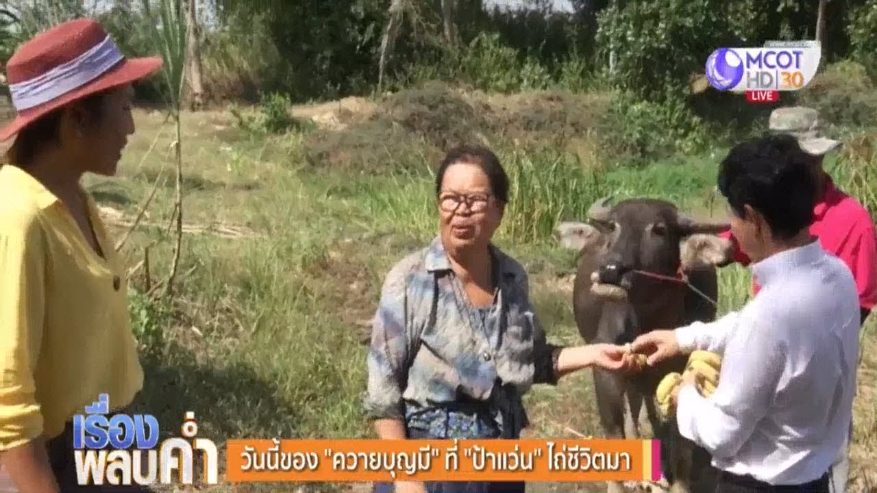 วันนี้ของ “ควายบุญมี” ที่ “ป้าแว่น” ไถ่ชีวิตมา