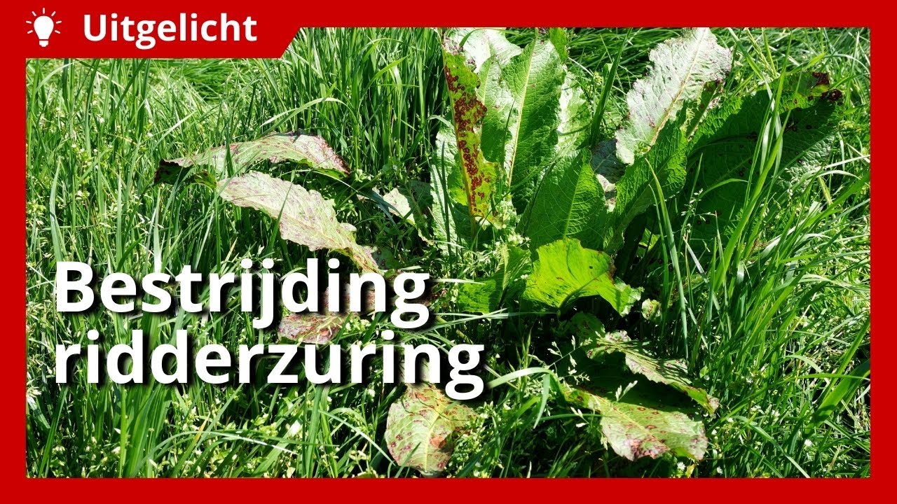 Uitgelicht | Bestrijden van ridderzuring in grasland