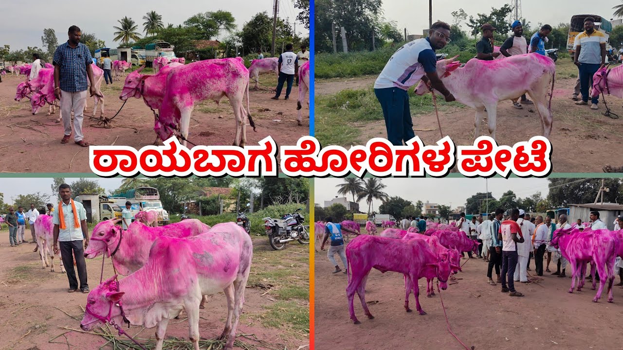 ರಾಯಬಾಗ ಸಂತೆಯಲ್ಲಿ ಹೋರಿಕರುಗಳ ಎಷ್ಟೊಂದು ಕಡಿಮೆ ನೋಡಿ!! Rayabag small bulls #cattlemarket #khilaribailjodi 