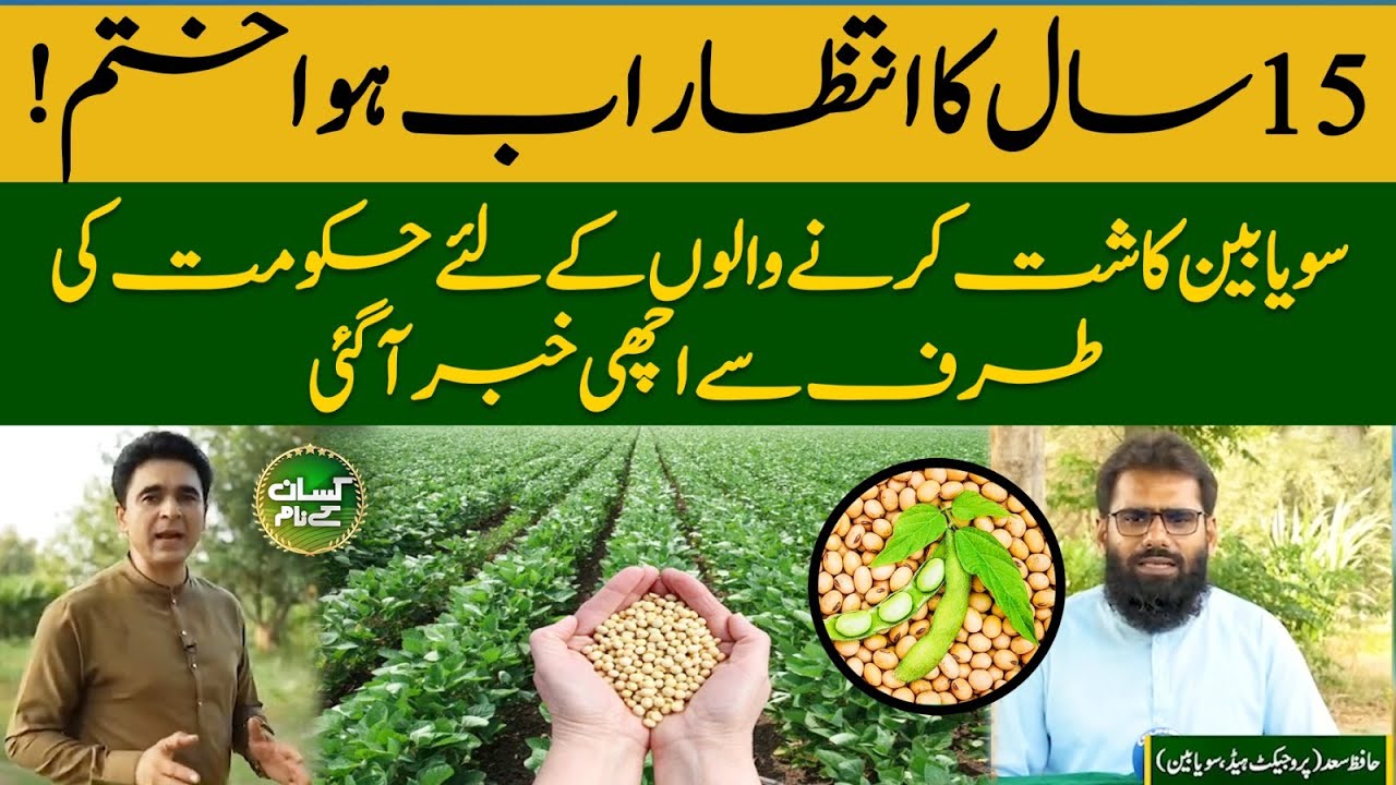 5 high yielding oilseed crops| Soybean seed companies in Pakistan | Soybean cultivation | EP 37