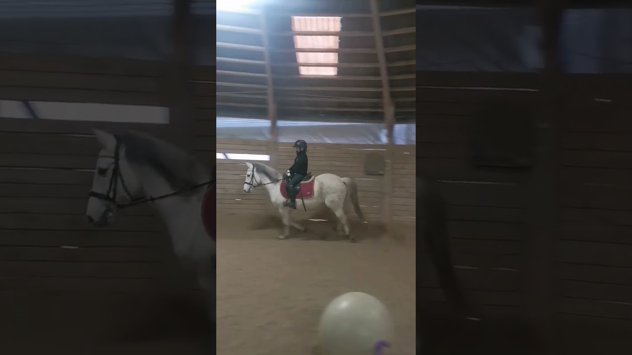 oryginał na prośbę 🔥🤪 #horse #equestrian #equestrianjourney #pony #riding #horseriding