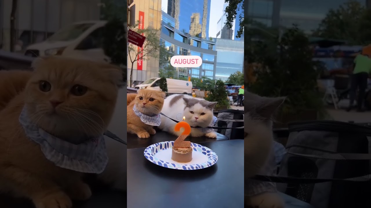 Traveling The World With My Cats Month by Month #shorts #cat #travel #cute