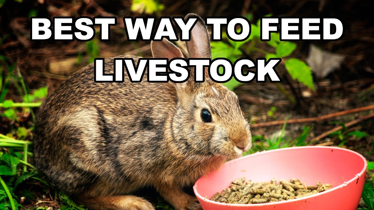 Here's something Tractor Supply doesn't want you to know about feeding your livestoc.