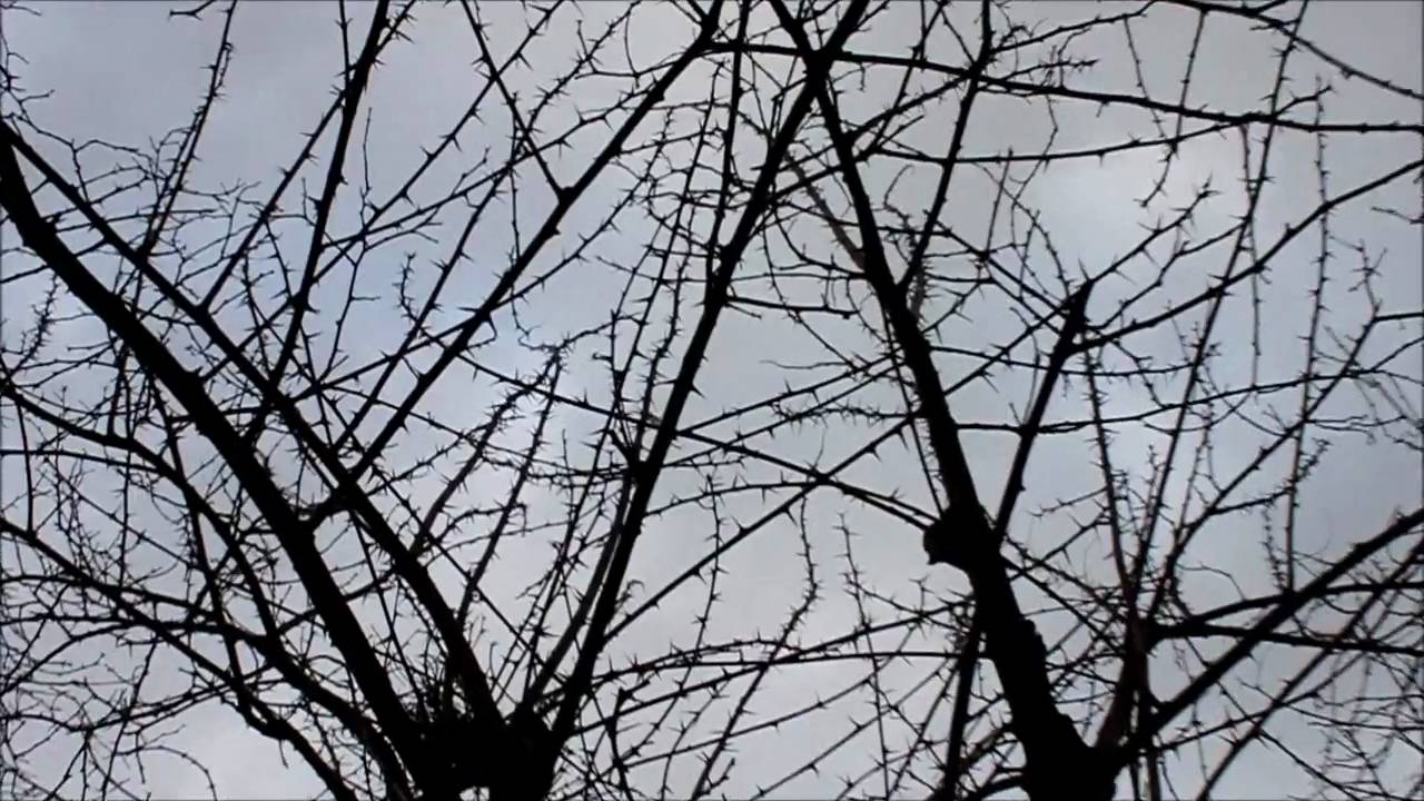 Baumpflege fachgerecht Hochtriebe kappen Akazie - NewWonder555