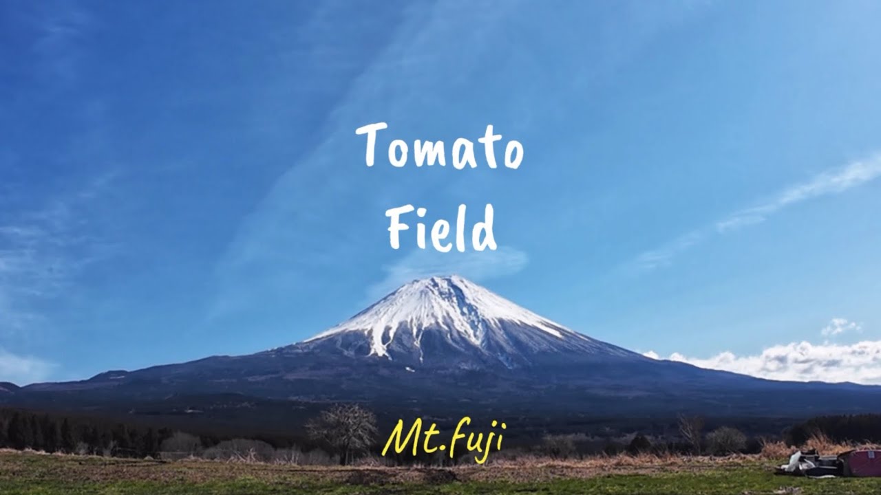 【とまとっぱら】初トマトフィールド🍅ソロキャンプ