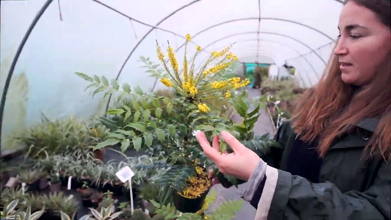Interesting Winter Evergreen for your Garden: Mahonias