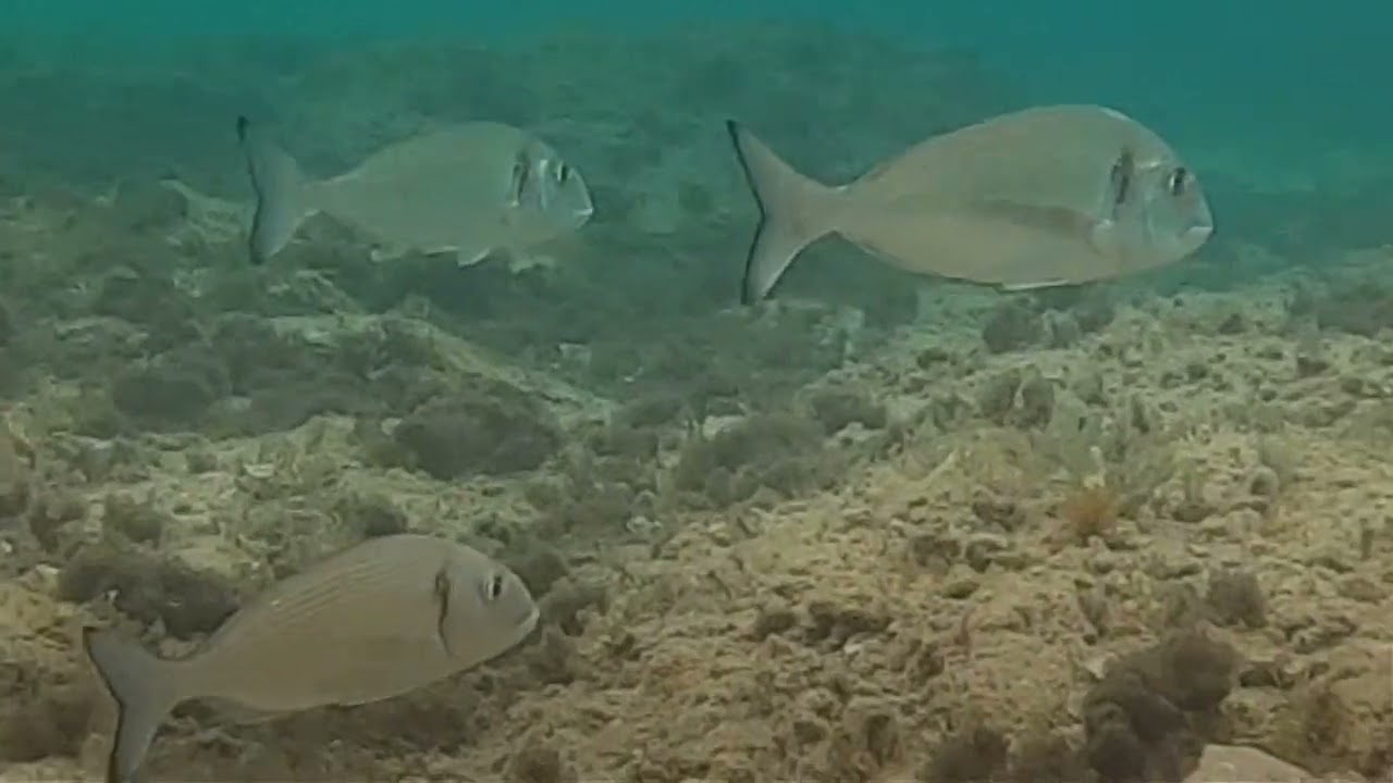 was lebt im #mittelmeer #fische