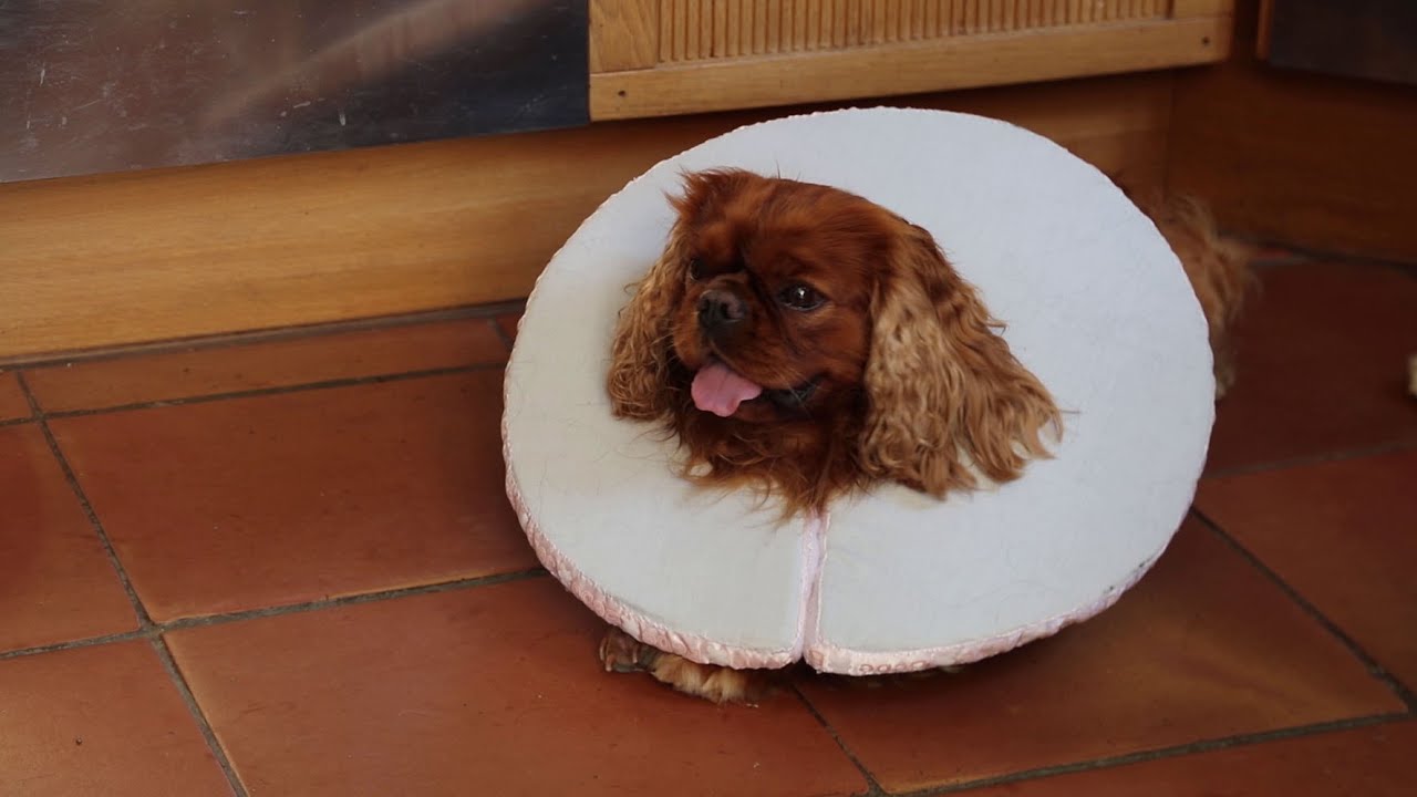 UNE COLLERETTE DE PROTECTION SOUPLE pour chiens (ou chats)... &agrave; r&eacute;aliser facilement soi-m&ecirc;me.