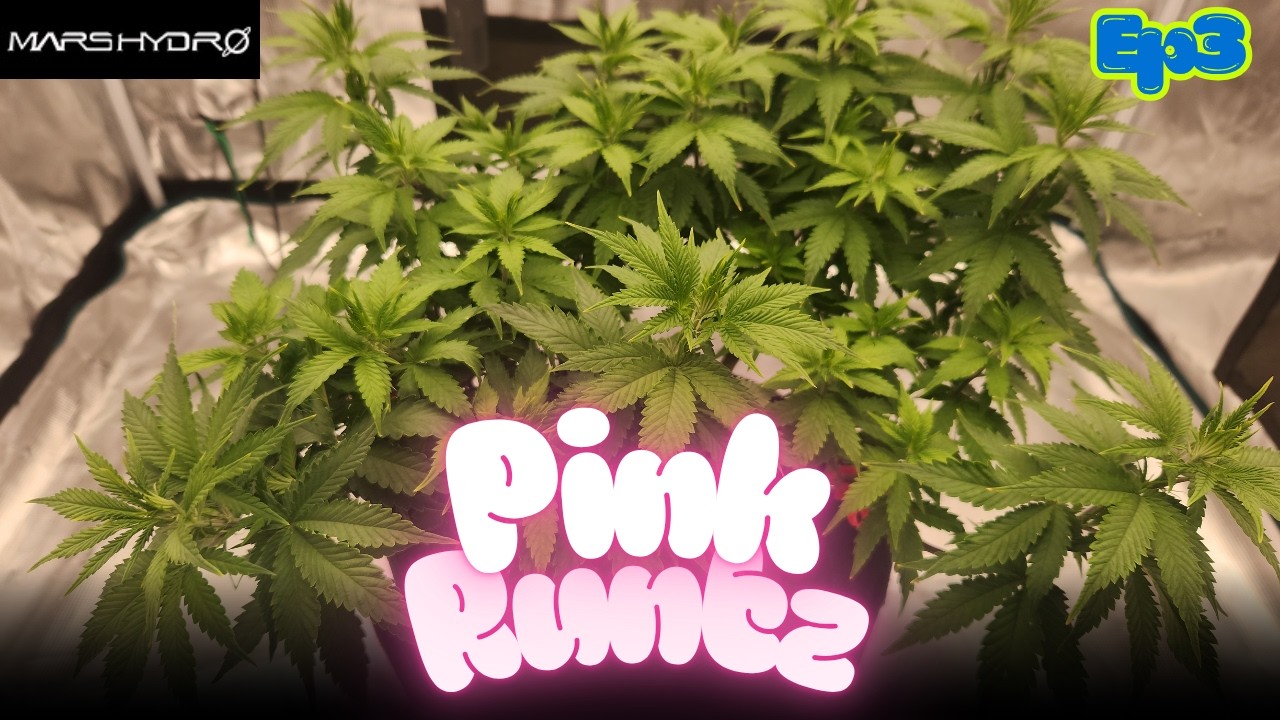 I Left My Pink Runtz Alone for 3 Days&hellip; You Won&rsquo;t Believe What Happened 👀