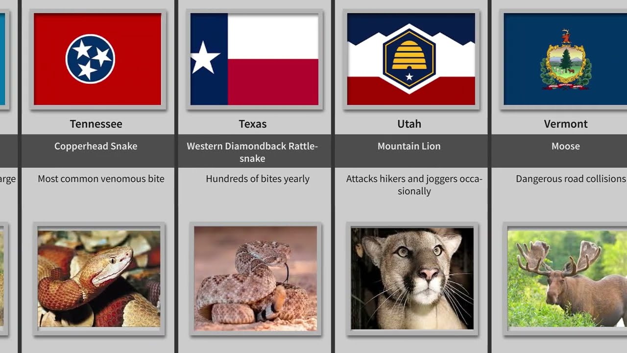 DANGEROUS Animals You should avoid in American states!