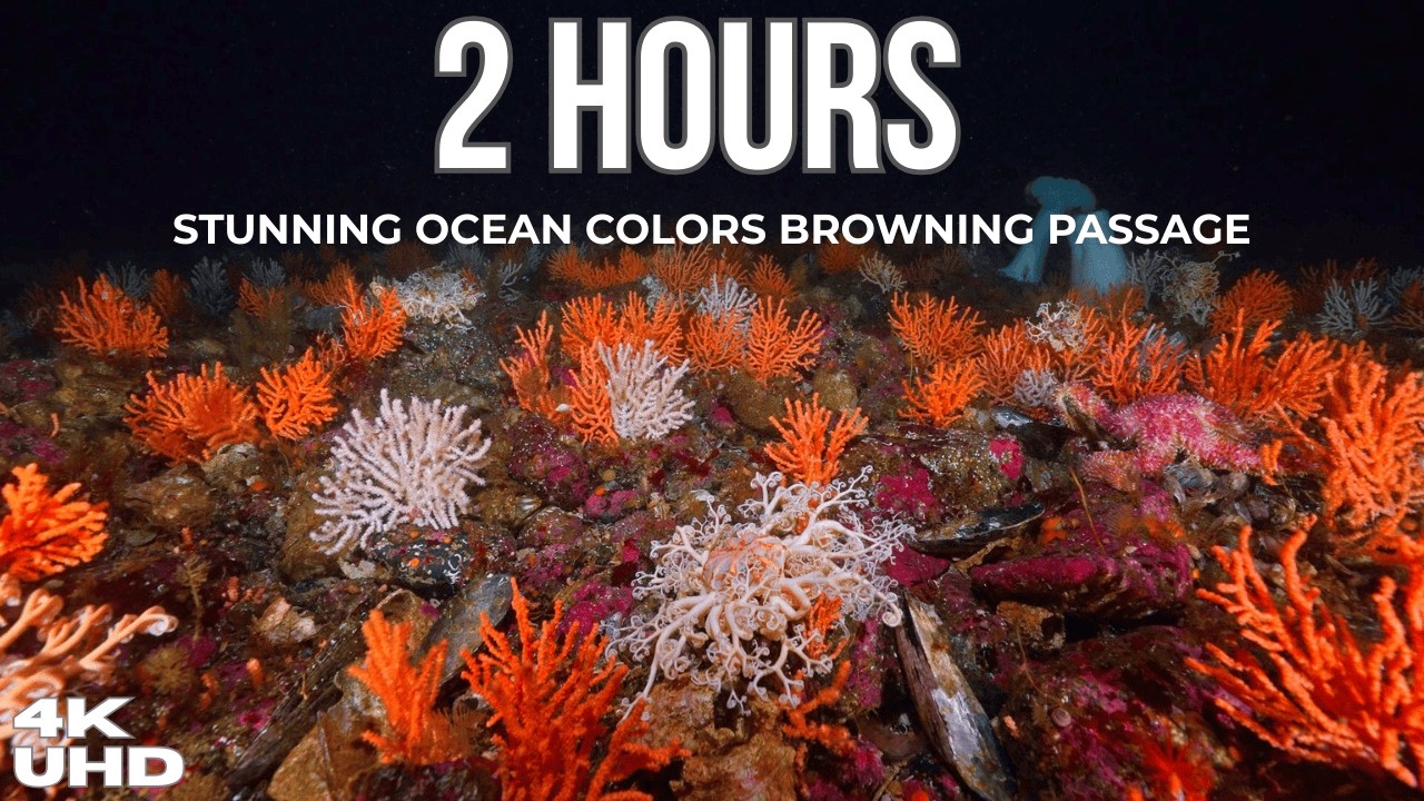 The Hidden Colors of Browning Passage (4K UHD) | 2 Hours of Relaxing Ocean Beauty & Marine Life