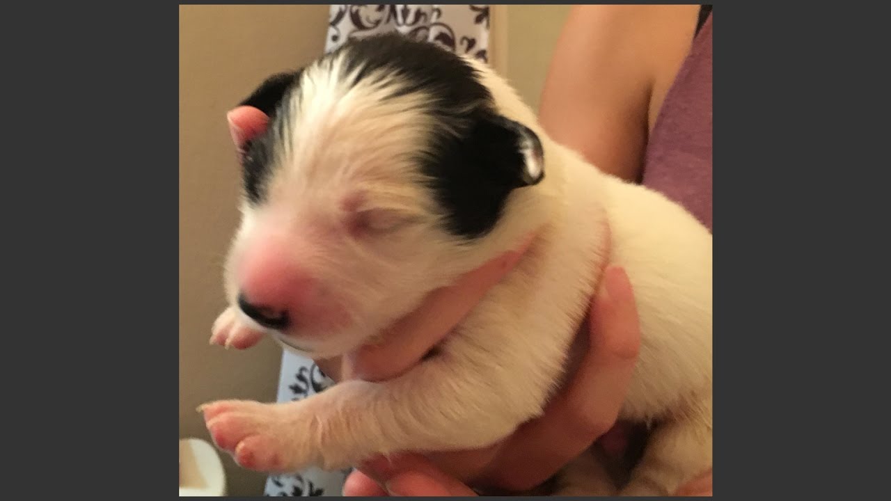 Adopting A Puppy!