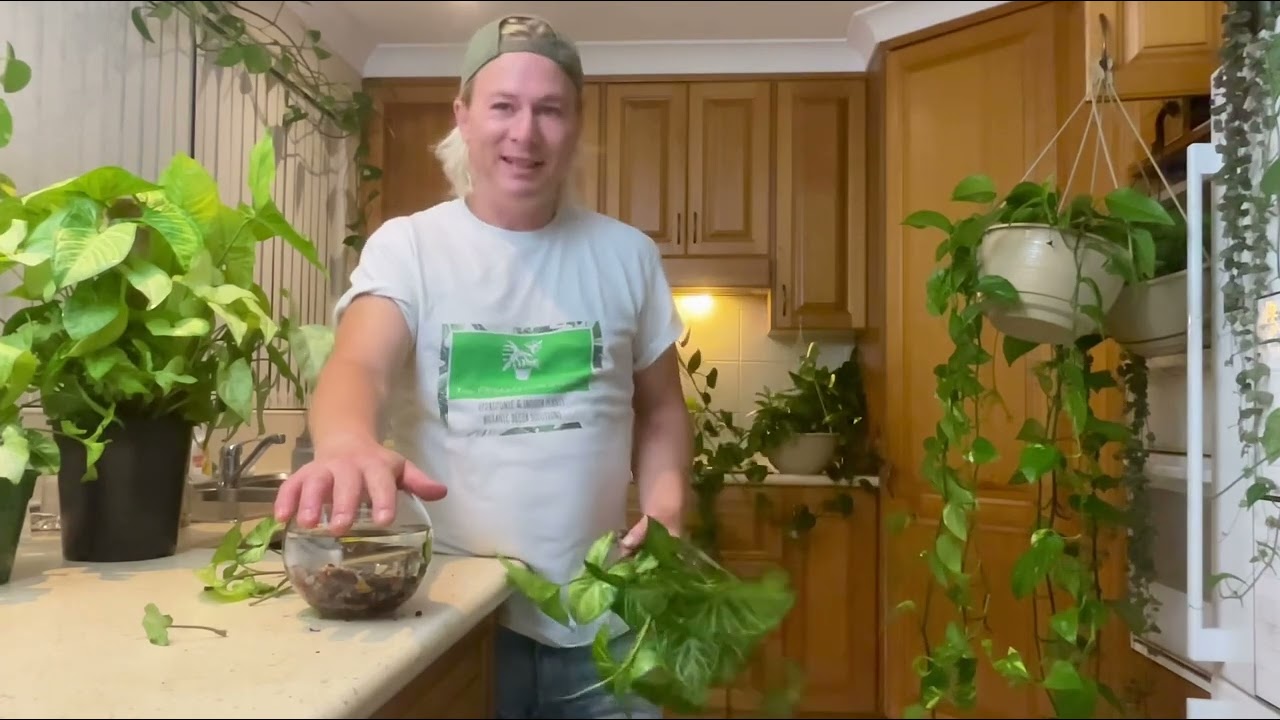 How to propagate a plant. Syngonium White Butterfly tutorial