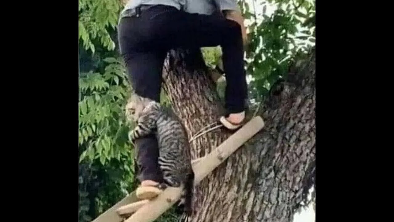 😸 Потрясающе смешные видео с животными для поднятия настроения! 🐈 Улыбнитесь! 🐱