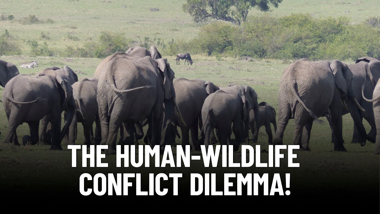Exploring Human-Wildlife Conflict with African Elephants