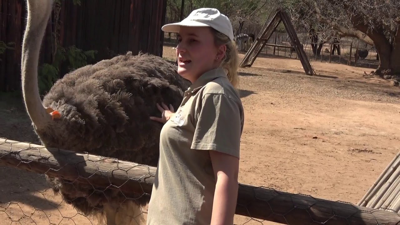 Cango Caves & Ostrich Farm - South African Tour - 22 Aug 2019