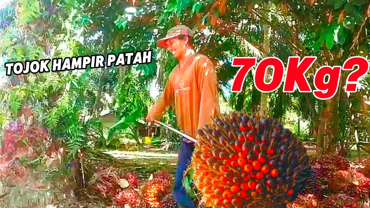 Satu Janjang Buah Sawit Beratnya Bikin Tukang Timbang Geleng Kepala😱