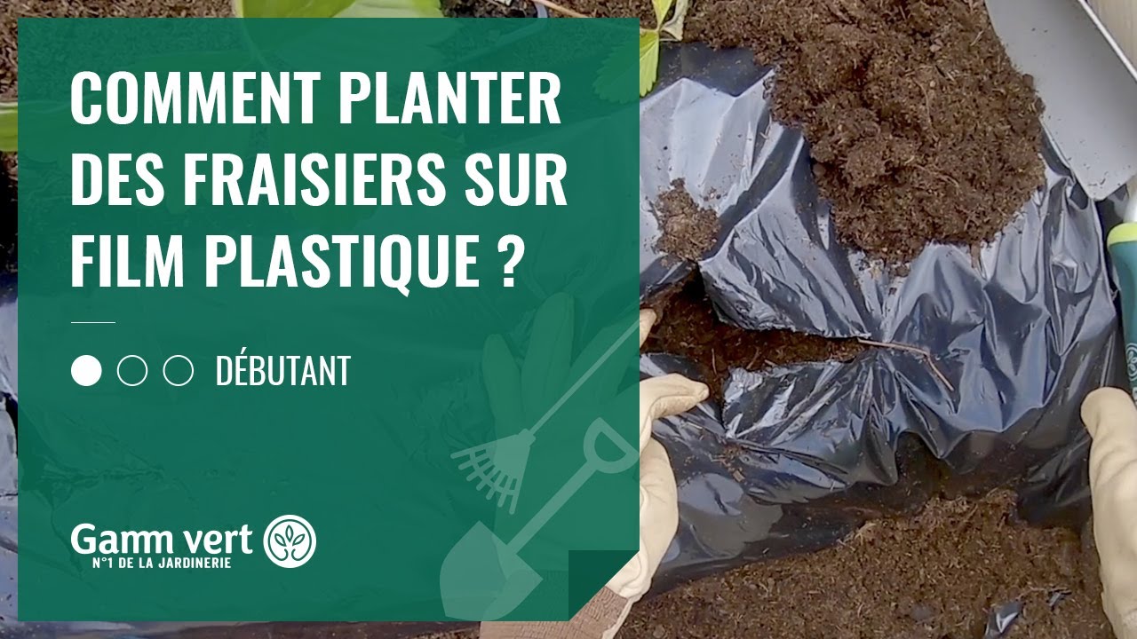 [TUTO] Comment planter des fraisiers sur film plastique ? - Jardinerie Gamm vert
