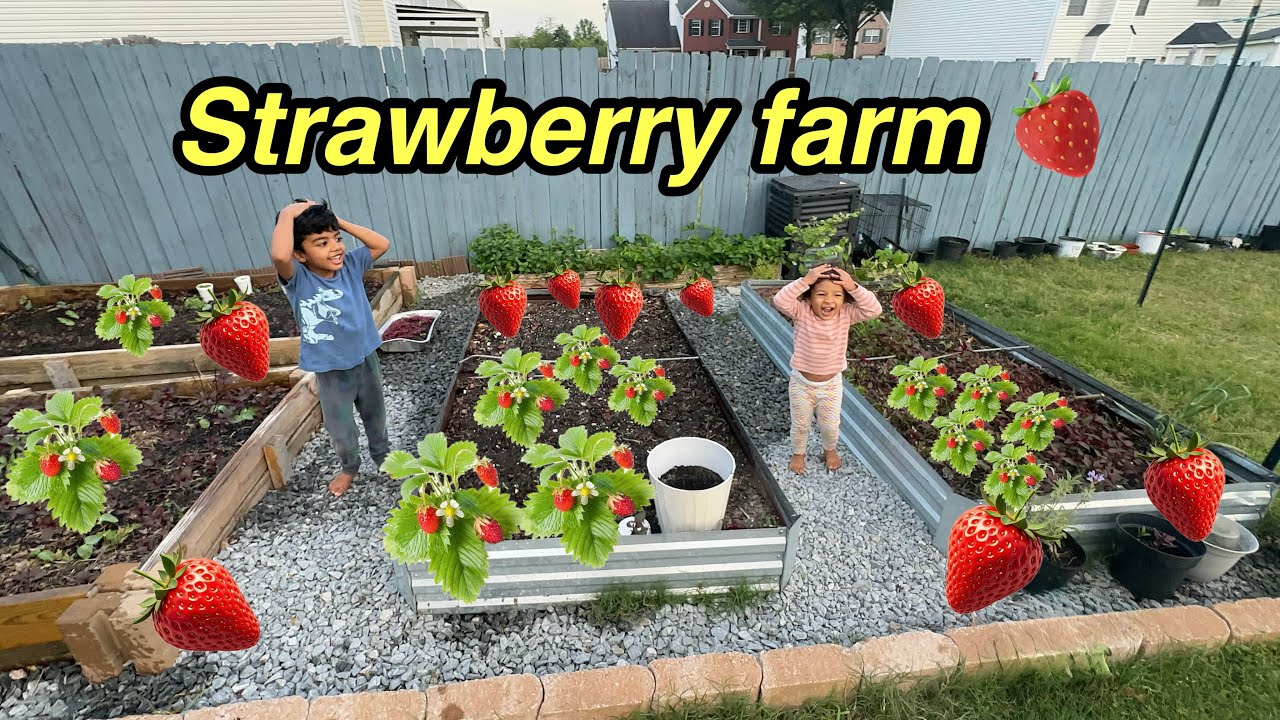 Our Strawberry Farm 😍 🍓 | Fishing Freaks