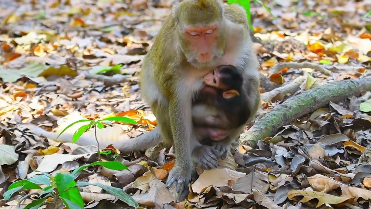 Monkey Show Views Videos | 01 |