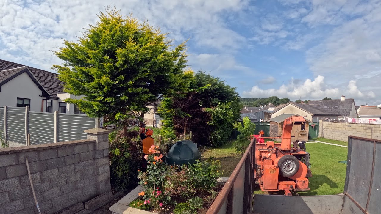 2023 LEYLANDII HEDGE REMOVAL 2