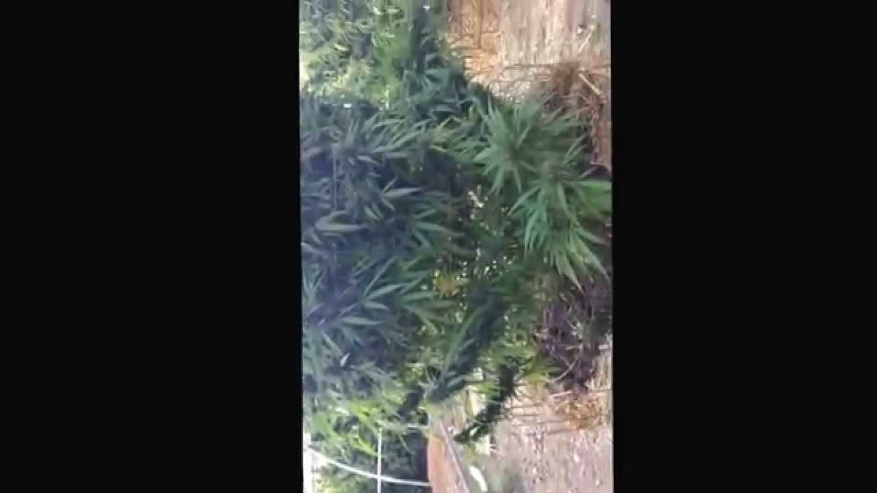 Norcal mushroom trip tripping hard