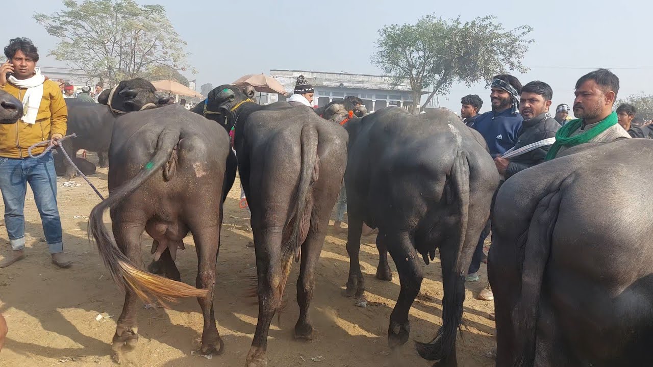 Madhiyai Pashu Mandi | Murrah Buffalo | Murra Katiya | Haryana Murra Calf | Haifer | Sardhana Peth