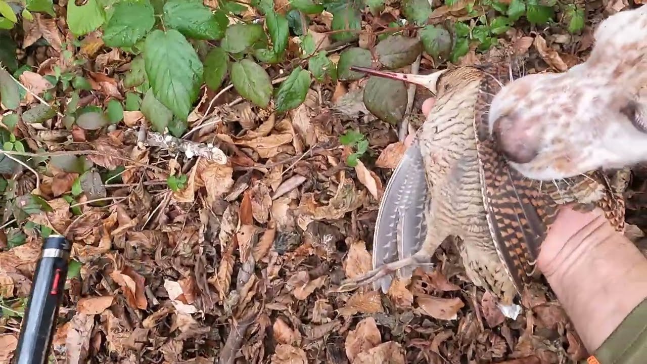 2022-2023 Karadeniz Çulluk Avları Woodcock hunting in Blacksea