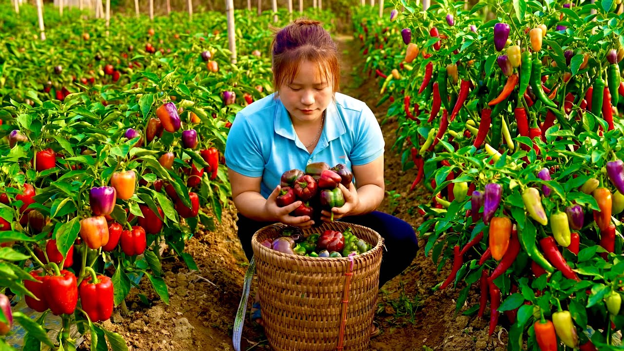 Harvesting a Garden Of Bell Peppers And Tomatoes To Sell at The Market, Cooking at The Peaceful Farm