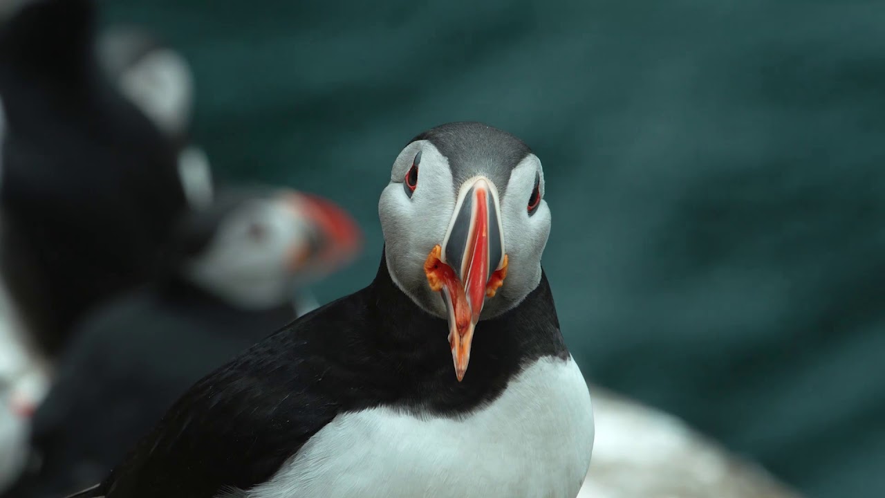 The Flight of the Puffin short