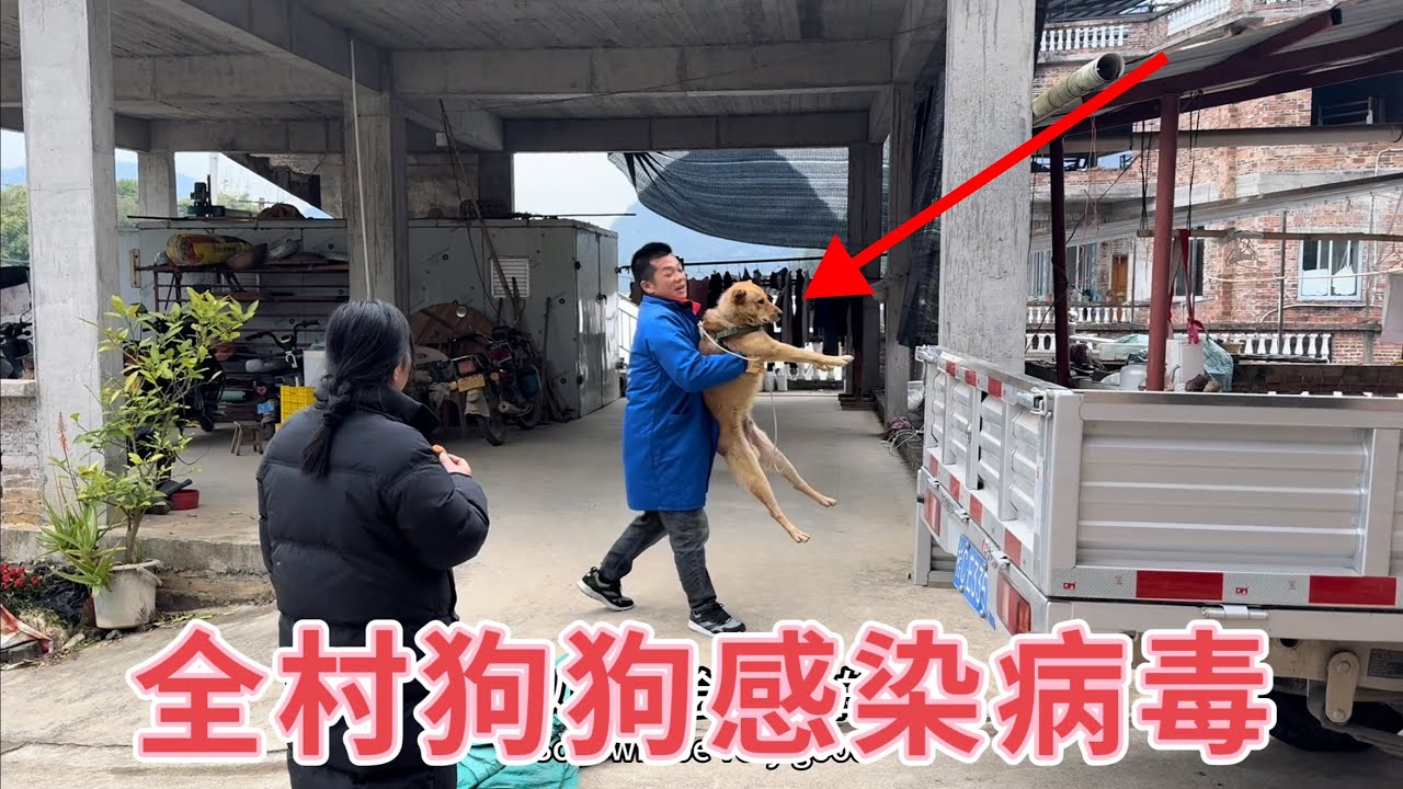 田园犬一胎生11个，没想到全村狗狗感染病毒，主人纷纷送去医院，冬天狗狗太难了