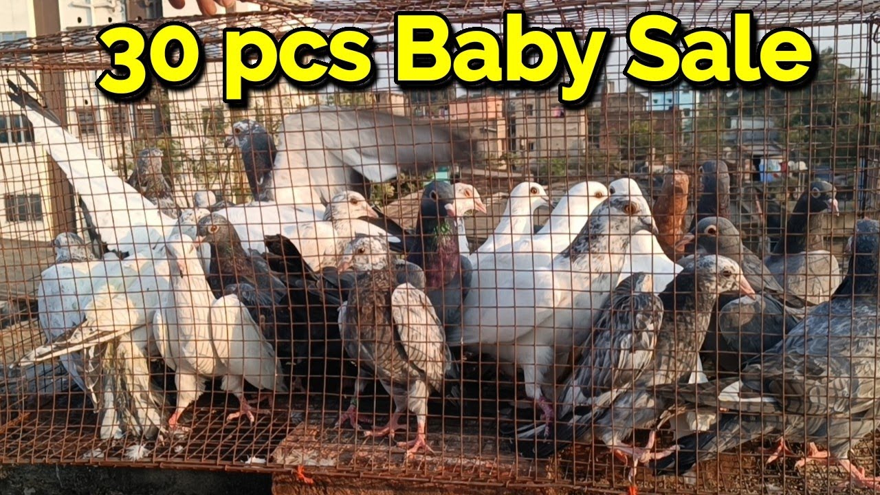 30 PCS BABY PIGEON FOR SALE