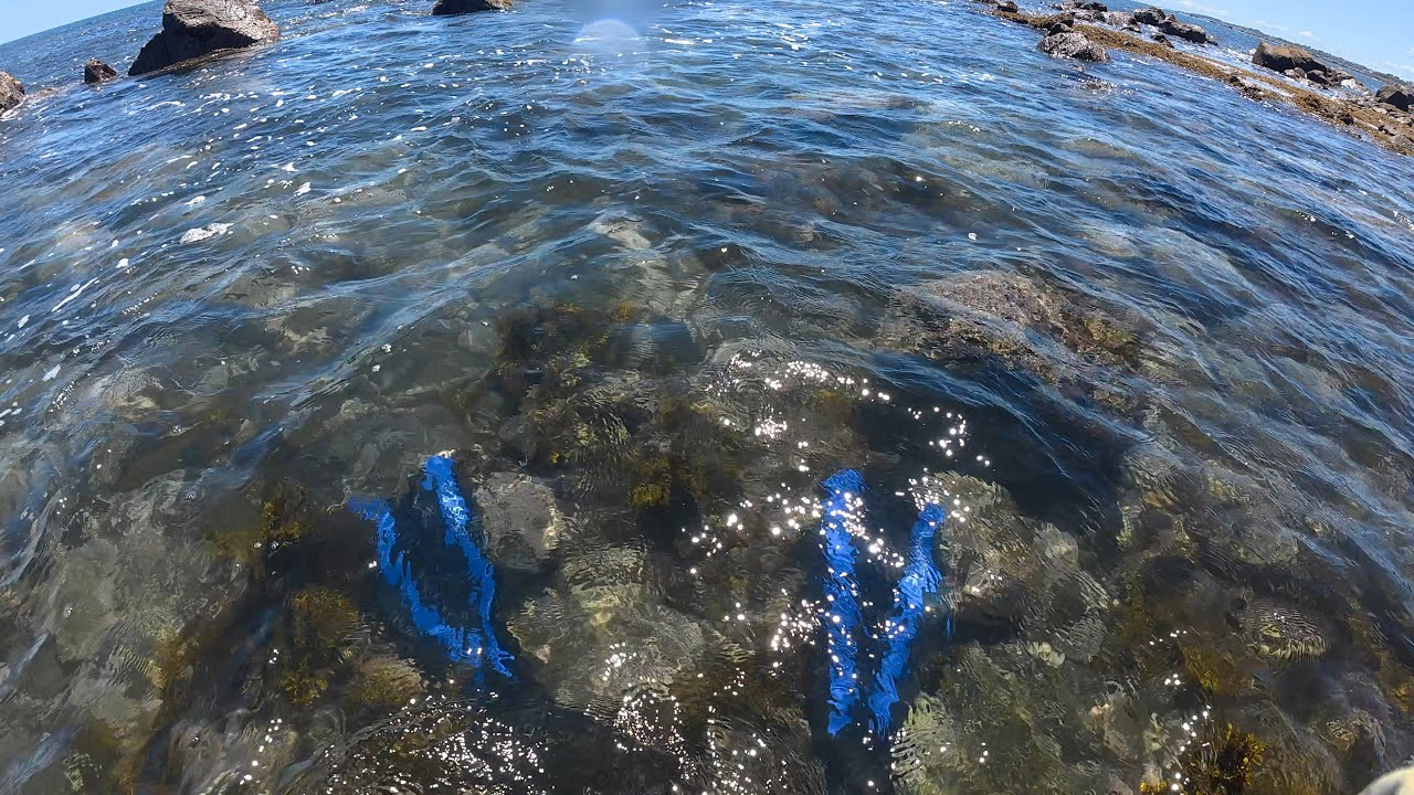 New Plymouth Shore Dive