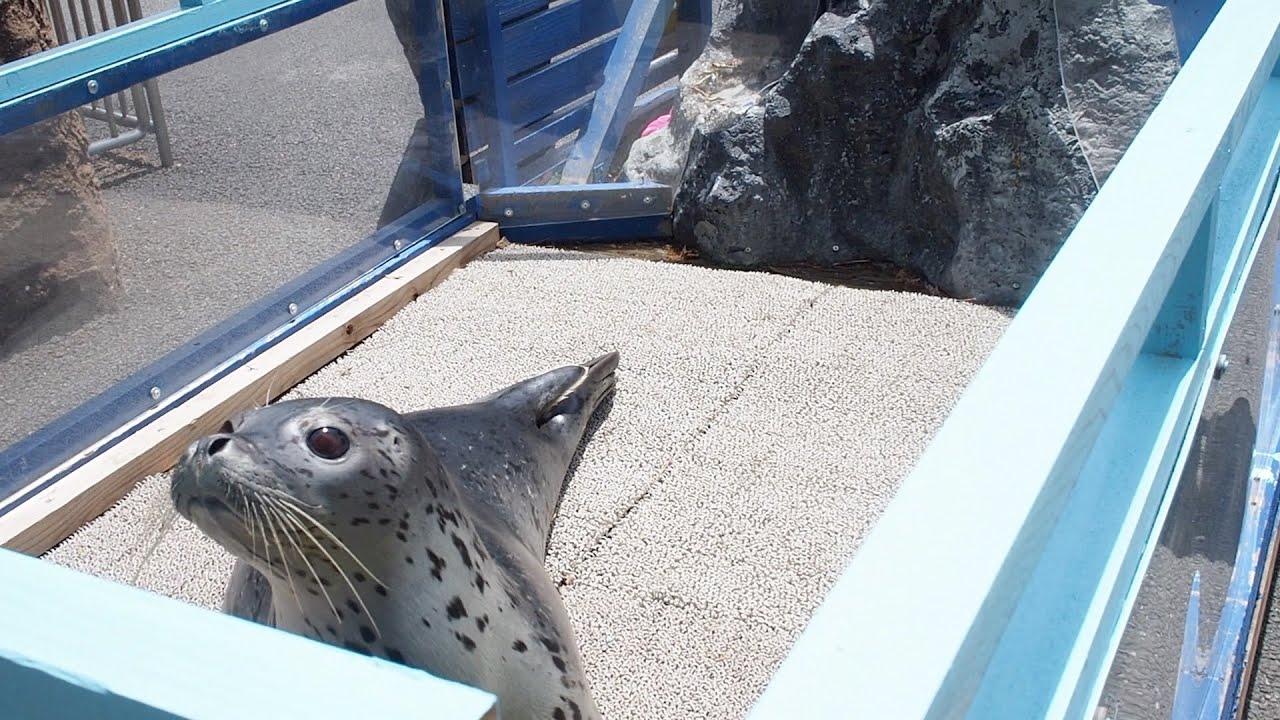 パレードに参加するゴマフアザラシのもちもちちゃん