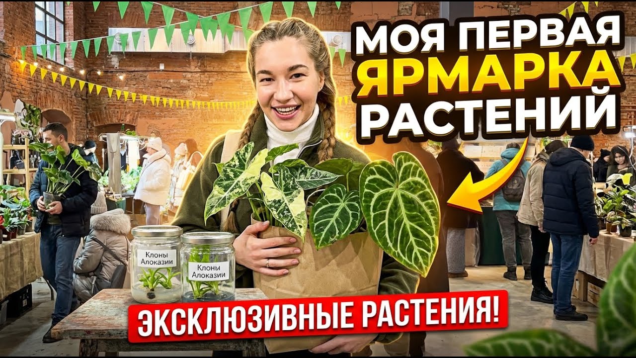 Купила редкую алоказию?! Фестиваль растений: редкости и находки. Адаптация клонов - первый опыт