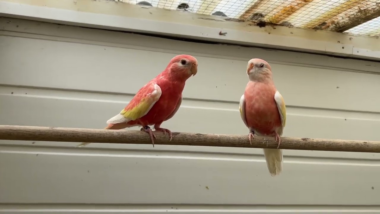 Bourke parakeet