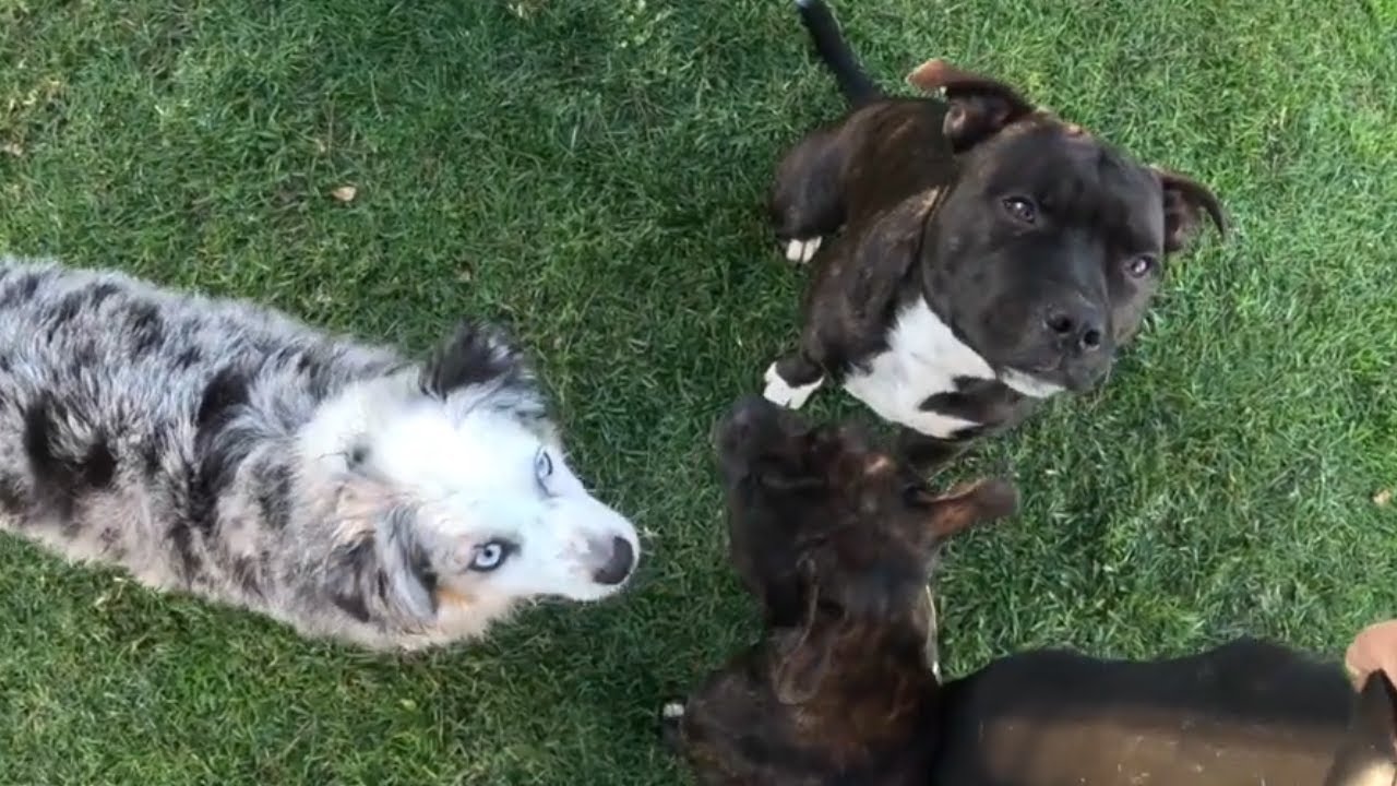 This Is What Happens When Dog Owners Try to Have a Normal Conversation