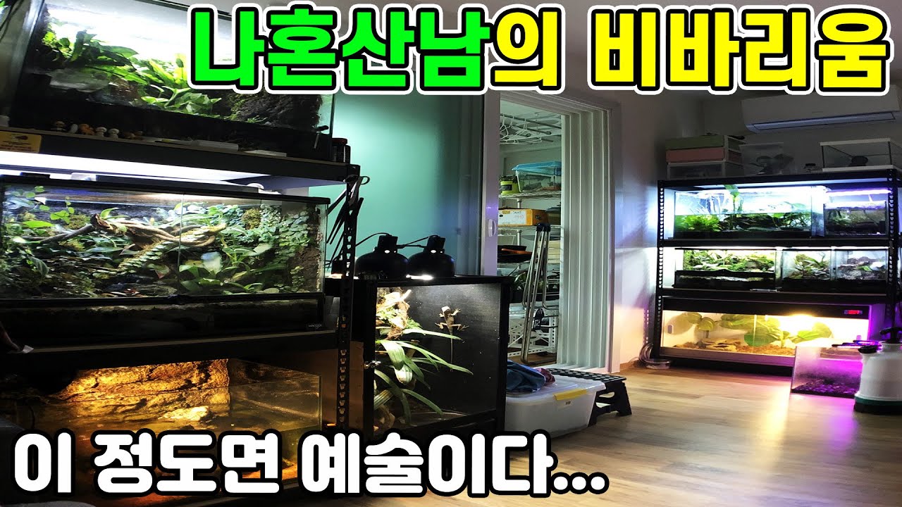 비바리움 고수가 원룸에 혼자 살게 되면 생기는 일;; 이 정도라고??ㄷㄷ